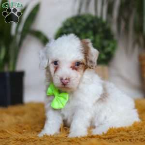 Maxime, Yorkie Poo Puppy